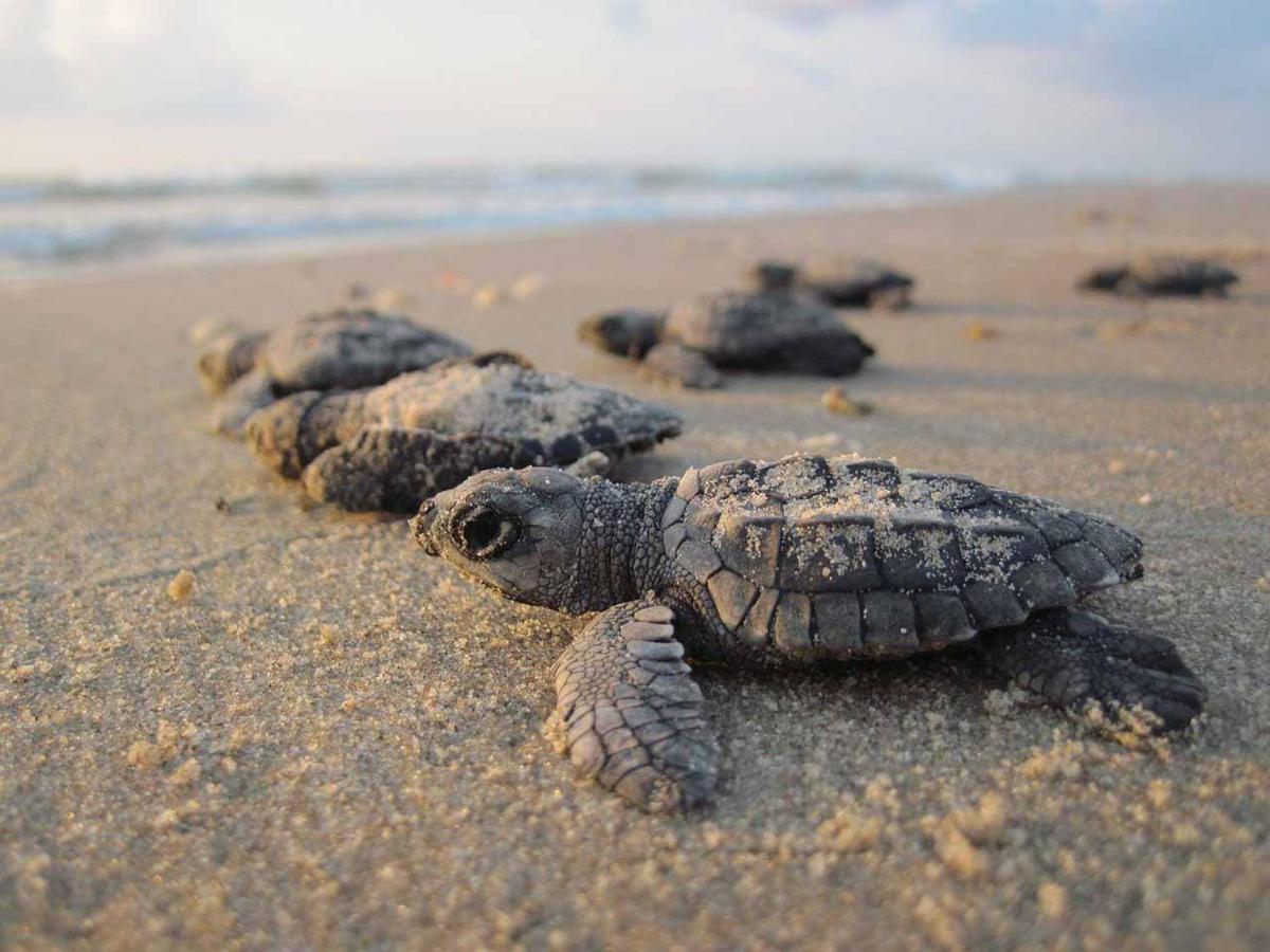 Tortuga Bay Eco Hotel El Valle  Zewnętrze zdjęcie