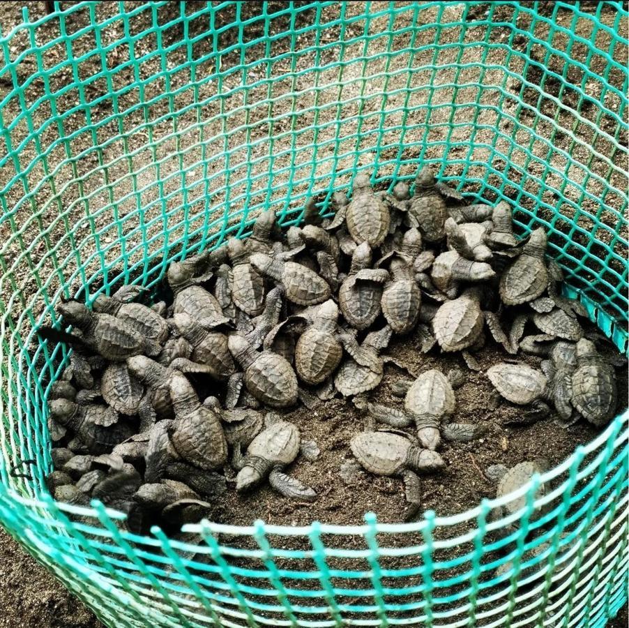 Tortuga Bay Eco Hotel El Valle  Zewnętrze zdjęcie